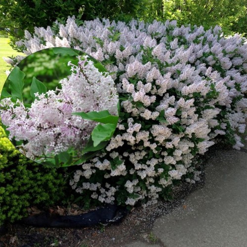 Syringa patula 'Miss Kim' - Sametjas sirel 'Miss Kim' C2/2L